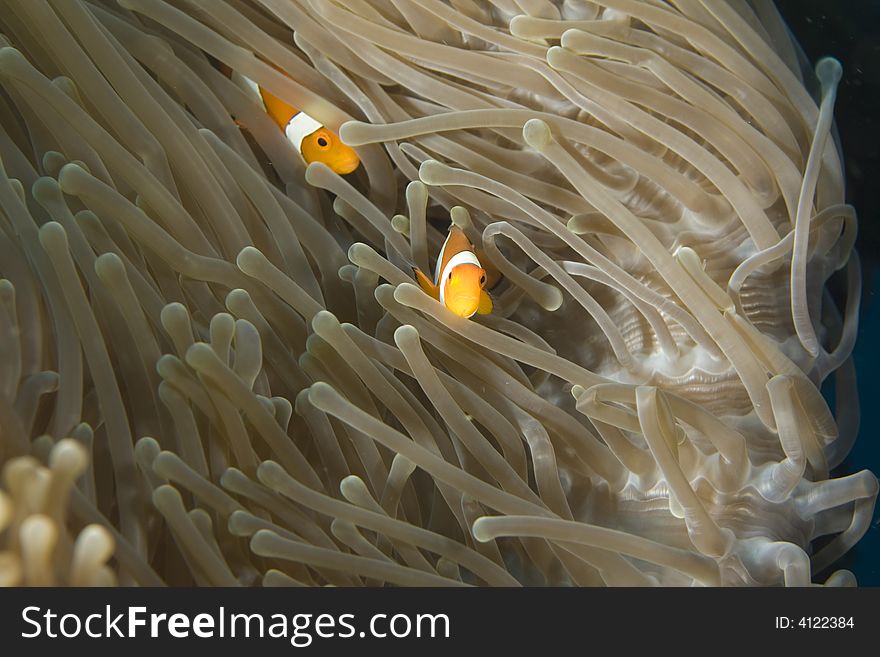 Clown fish darting through the tentacles of an orange sea anemone.