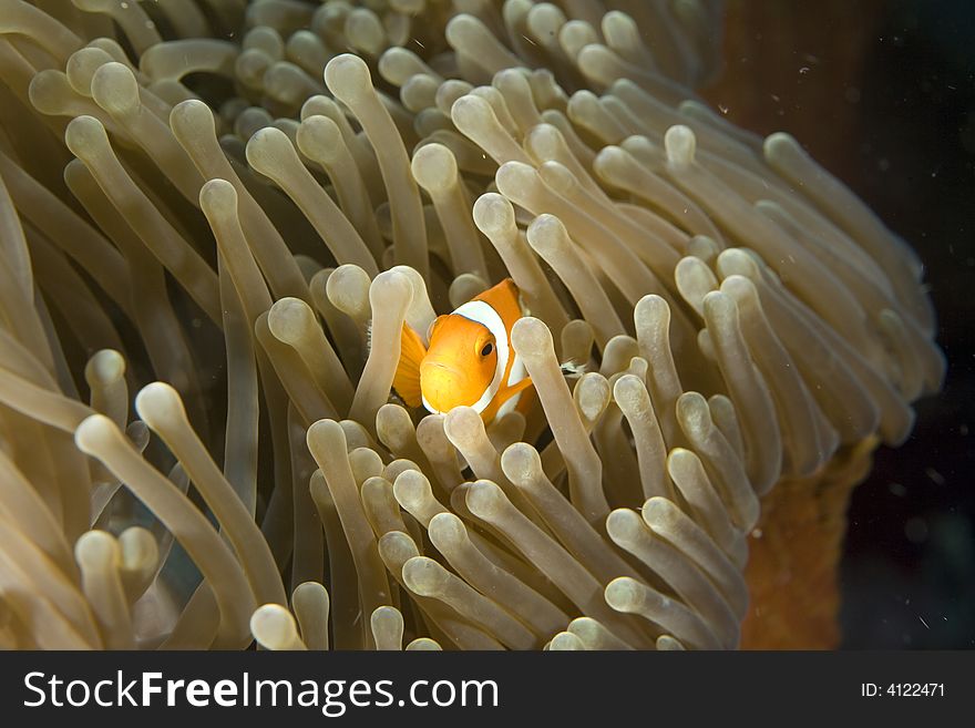 Clown fish darting through the tentacles of an orange sea anemone.