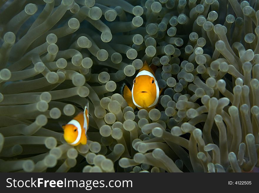 Clown fish darting through the tentacles of an orange sea anemone.