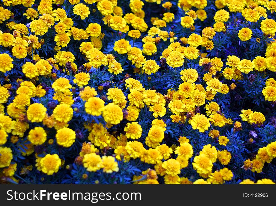 Many brightly golden marigold blossoms against a background of  leaves. Many brightly golden marigold blossoms against a background of  leaves