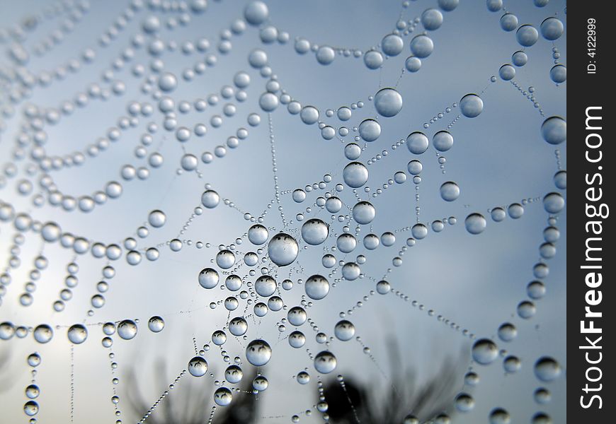 Dew on a web in the early morning. Dew on a web in the early morning