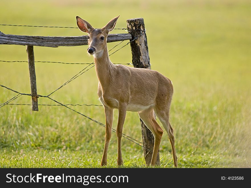 A shot of a small deer coming through a fence.