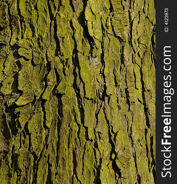 Tree bark and green lichen