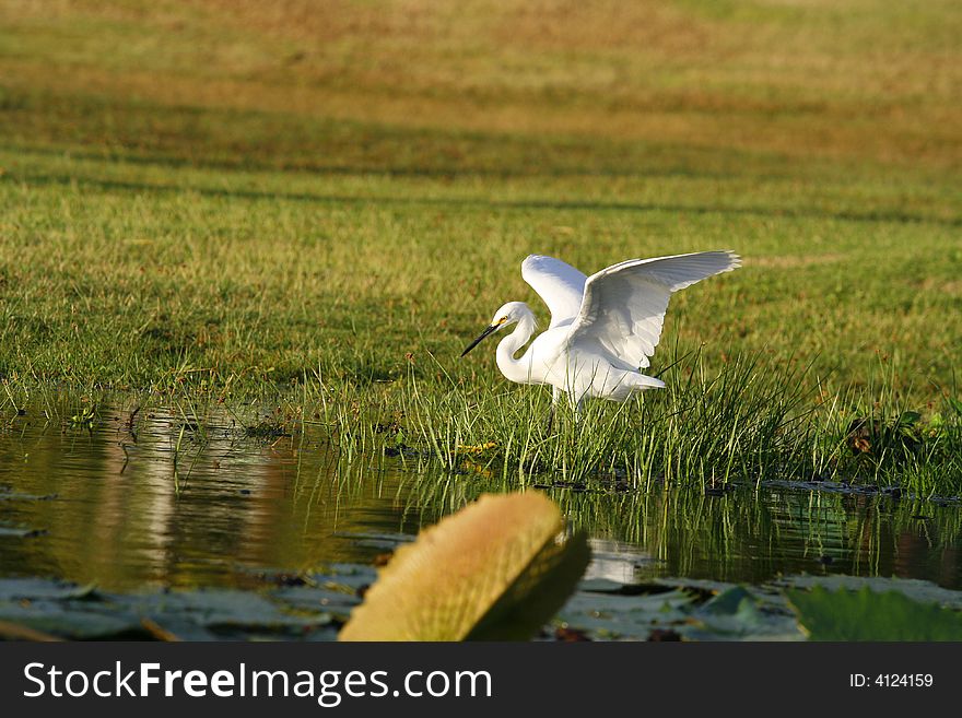 Great Egret hunting in the grass