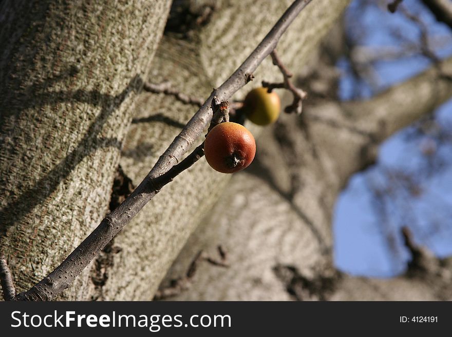 Yellow-Red Apple on Branch Tree. Yellow-Red Apple on Branch Tree