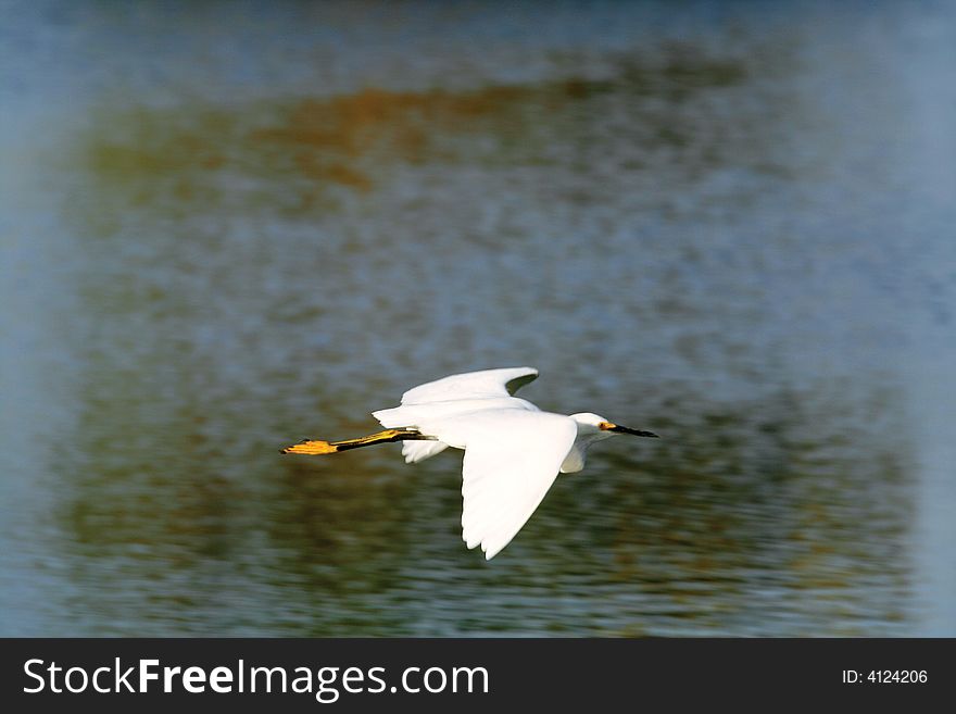 Great Egret in flight