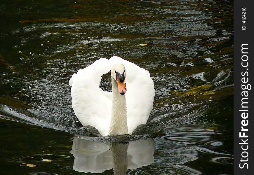 Swan swiming on the lake. Swan swiming on the lake