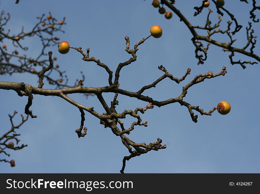 Yellow-Red Apples on Branch Tree
