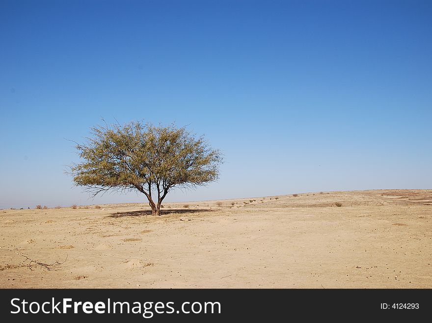 A lonely tree in dry desert. A lonely tree in dry desert