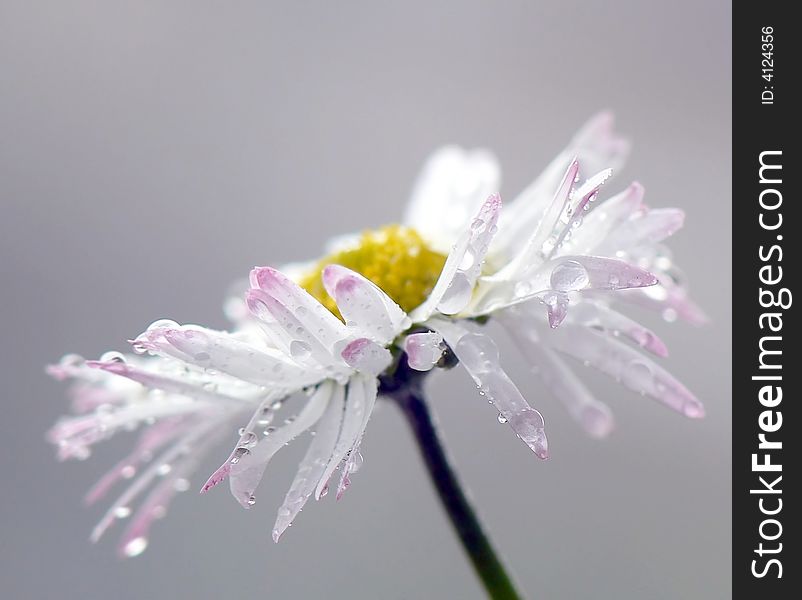 Wet daisy in beauty light
