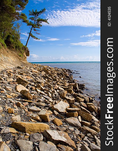 Pine-trees on a beach. Summer photo