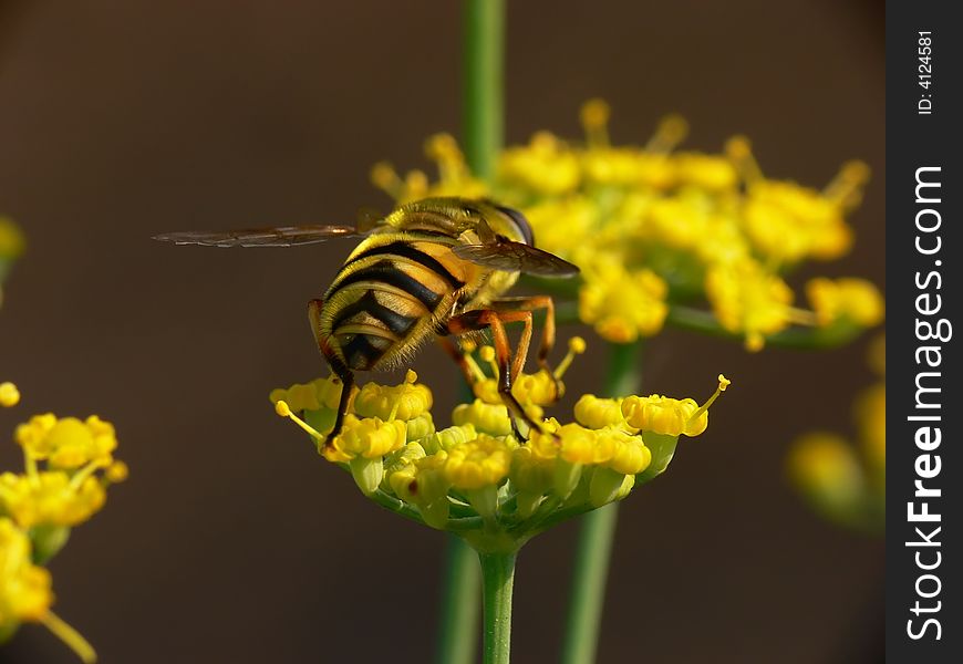 A little bee landing on the flower