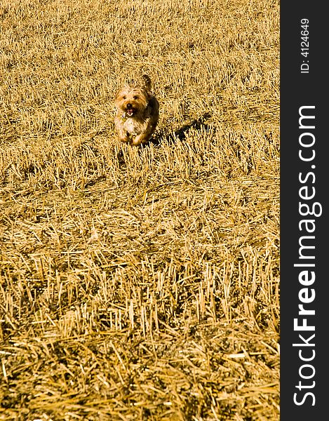 A long haired terrier dog camouflaged in a straw field. A long haired terrier dog camouflaged in a straw field