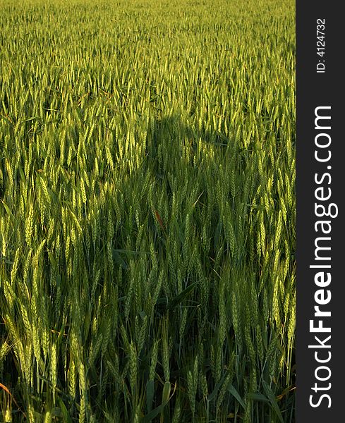 Shadow In Wheat Field
