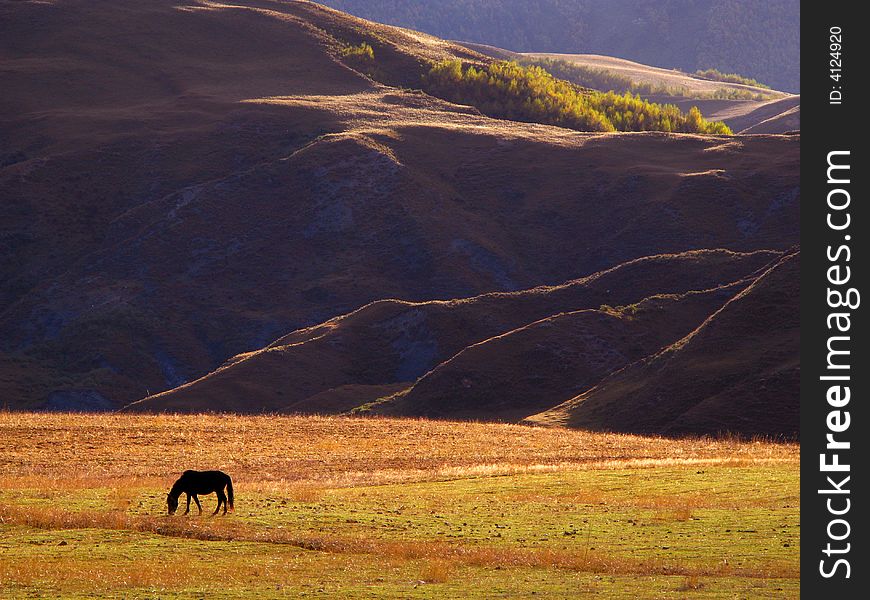 The sunlight of afternoon, a single horse by the mountain side