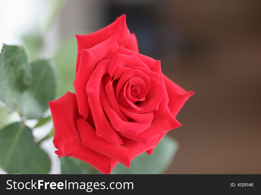 Beautiful red rose with leaves