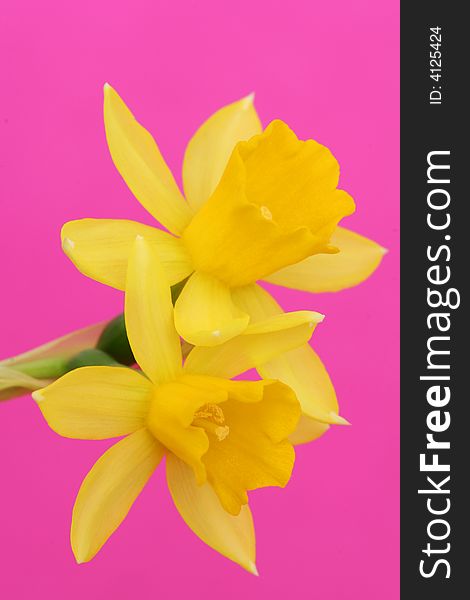 Yellow flower on pink background. Yellow flower on pink background