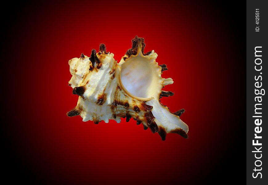 Photo of a sea pearl on a black-red background