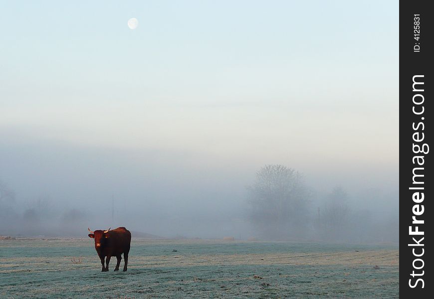 Lonely cow in a foggy and cold brittany winter morning with moon. Lonely cow in a foggy and cold brittany winter morning with moon