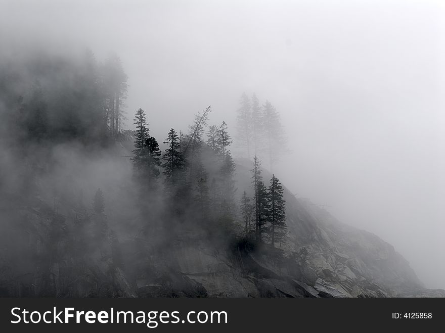 Trees on rocks in fog. Trees on rocks in fog