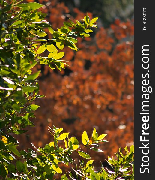 Trees with autumn colors, green and orange leaves