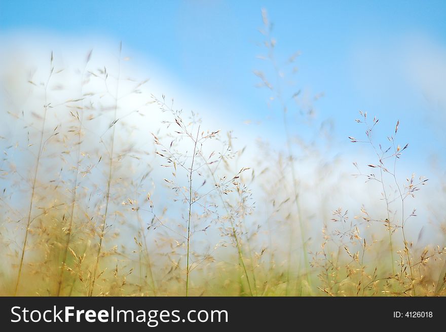 Blue Sky and Yellow Grass, Background