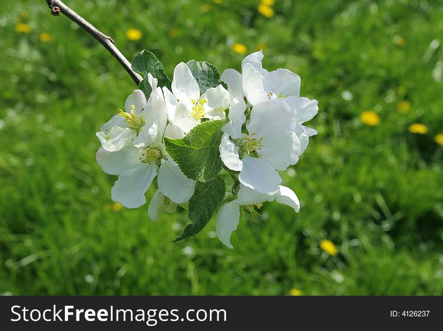 Flowering of an apple-tree in the spring time