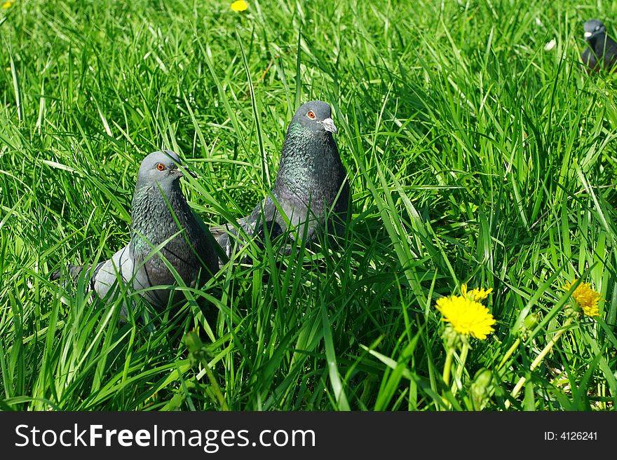 Curious pigeons in the green summer grass