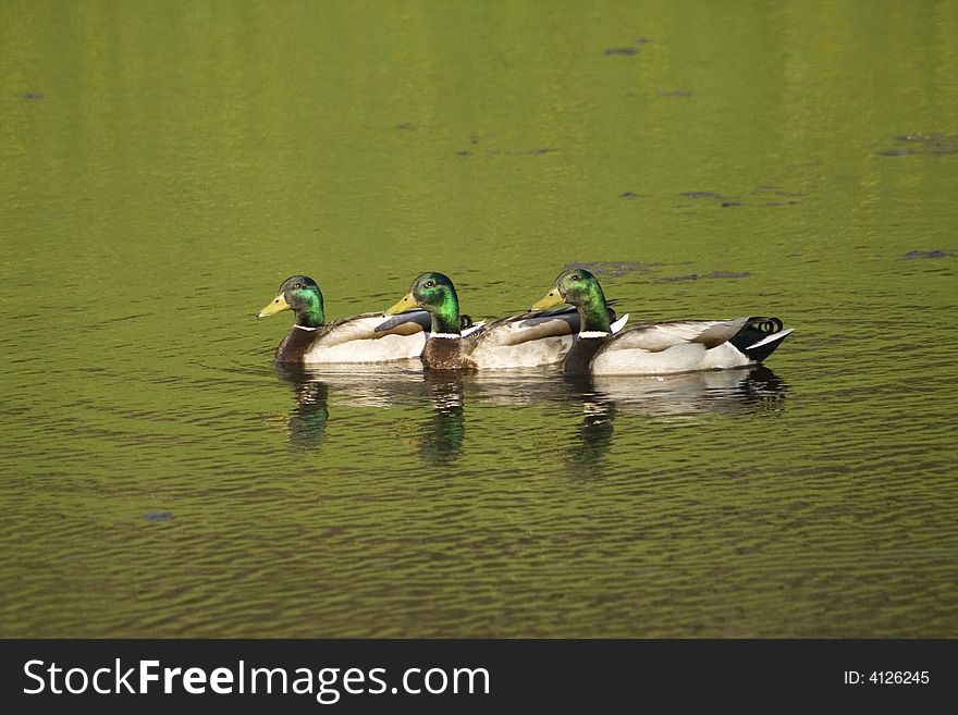 Three ducks swimming in a pond in perfect synchrony. Three ducks swimming in a pond in perfect synchrony