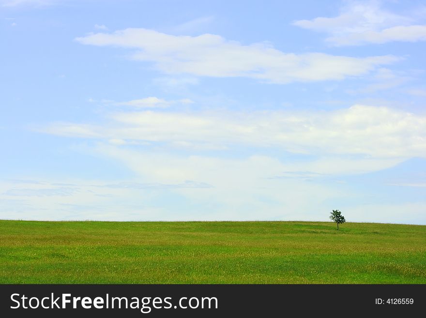 A lone diminutive tree in the middle of a vast meadow. A lone diminutive tree in the middle of a vast meadow