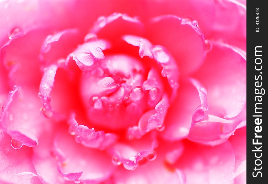 Bright red camellia flowers in the rain,covered with raindrops