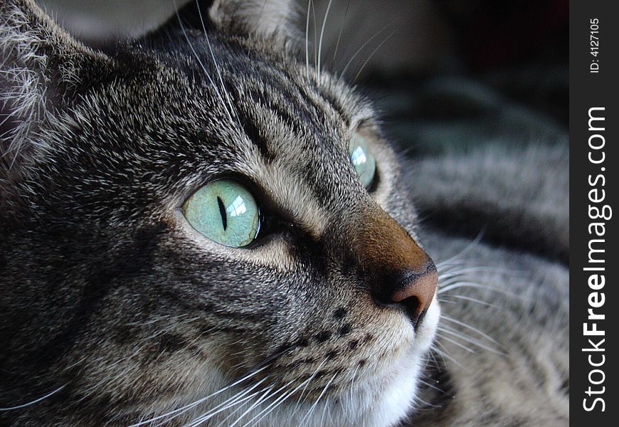 Close up of tabby cat's face. Close up of tabby cat's face