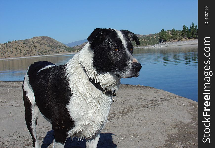 A black and white dog at the lake