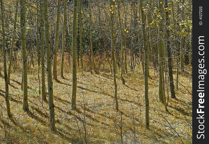 A pretty birch grove on the road up Pikes Peak, Colorado. A pretty birch grove on the road up Pikes Peak, Colorado.