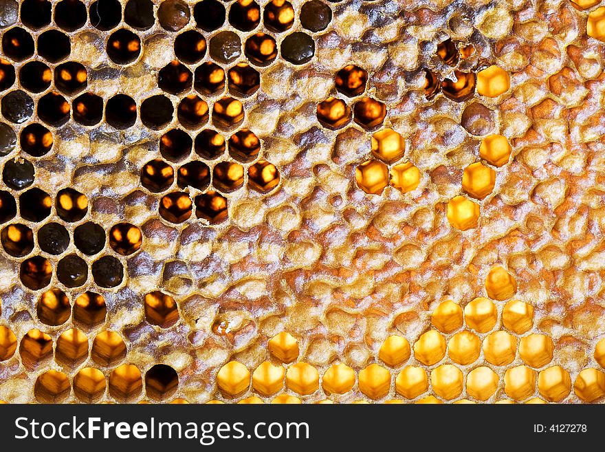 Closeup yellow sweet honeycomb background. Closeup yellow sweet honeycomb background