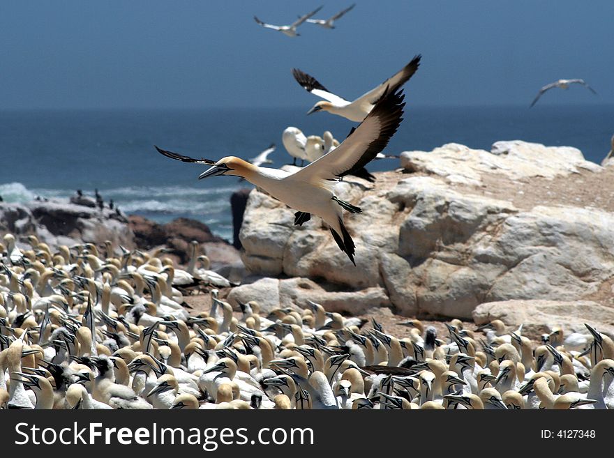 A flock of gannets at Bird Island , Lamberts Bay, South Africa. A flock of gannets at Bird Island , Lamberts Bay, South Africa.