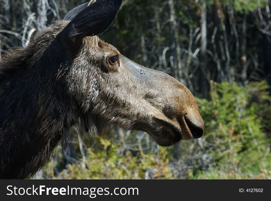 A female moose close up