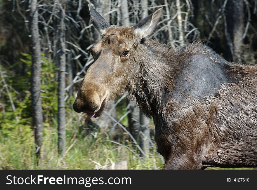 A moose close up looking at camera. A moose close up looking at camera