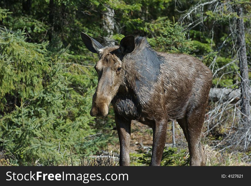 A moose close up walking toward camera. A moose close up walking toward camera