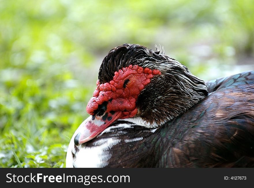 A moscovy duck close up