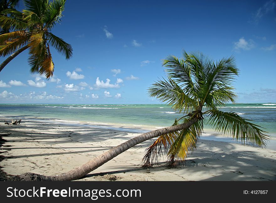 Wild Nature In Las Terrenas, Dominican Republic. Wild Nature In Las Terrenas, Dominican Republic