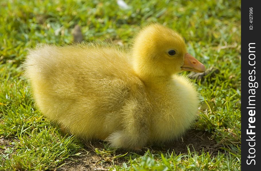 Easter Duckling On The Grass