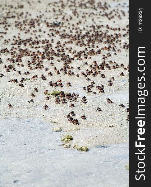 Small Crabs On Sand