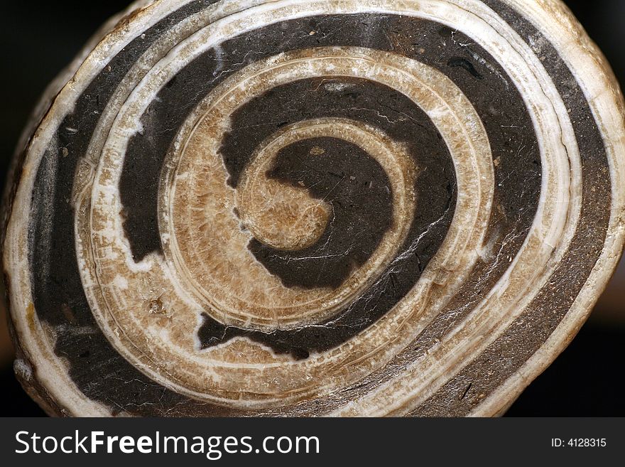 Closeup of a petrificated snail housing. Closeup of a petrificated snail housing