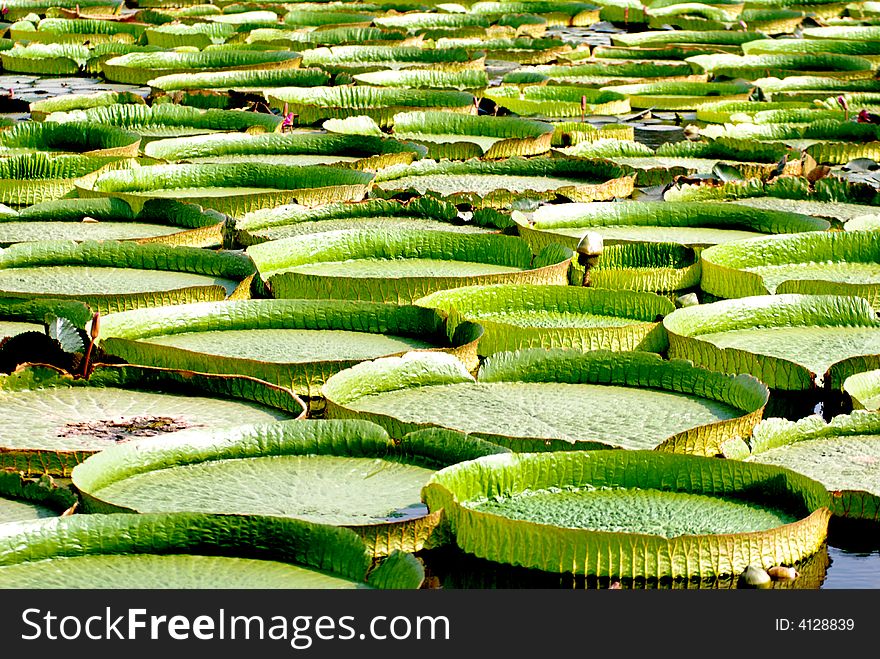 A pond of royal water lily, Victoria amazonica