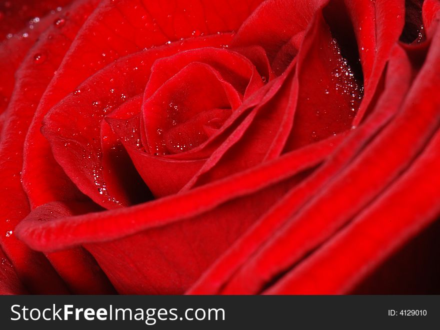 Macro of a red rose sprinkled with water. Macro of a red rose sprinkled with water