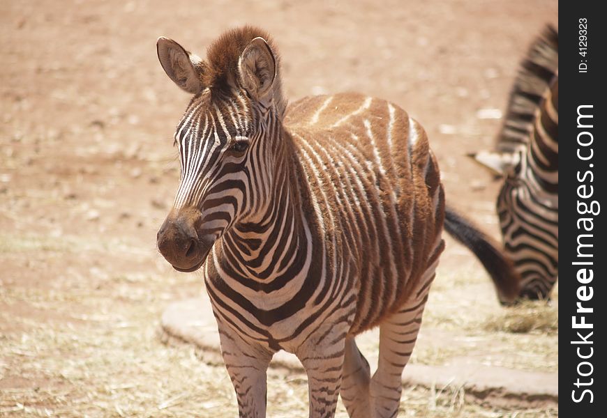 A baby zebra hanging close to its mother while still looking ahead for adventure.