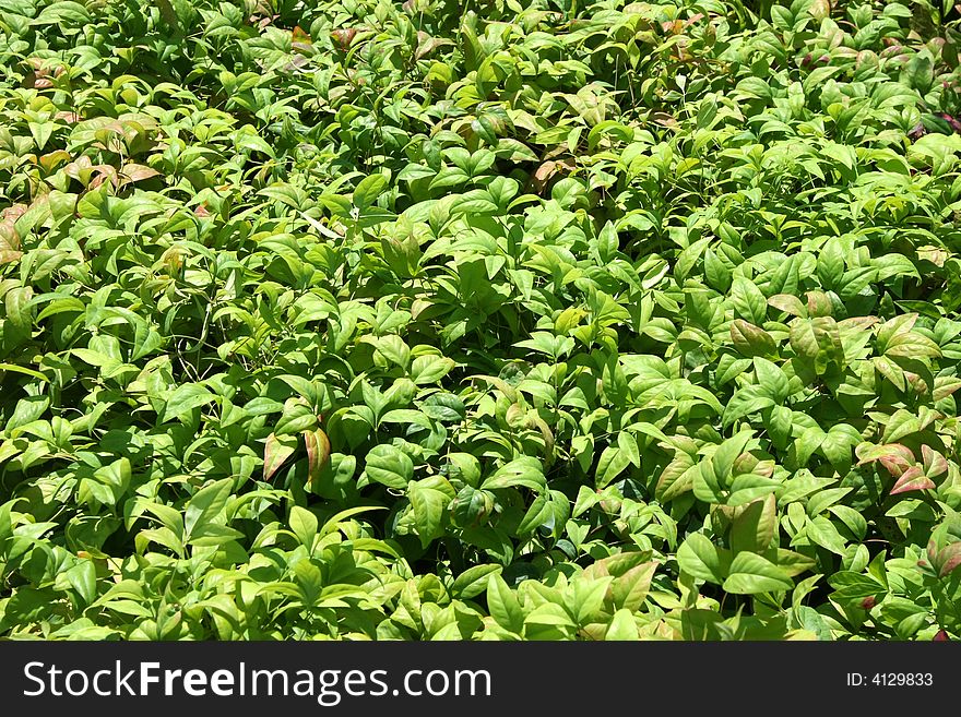 Landscape photo of a lush green flower bed. Landscape photo of a lush green flower bed