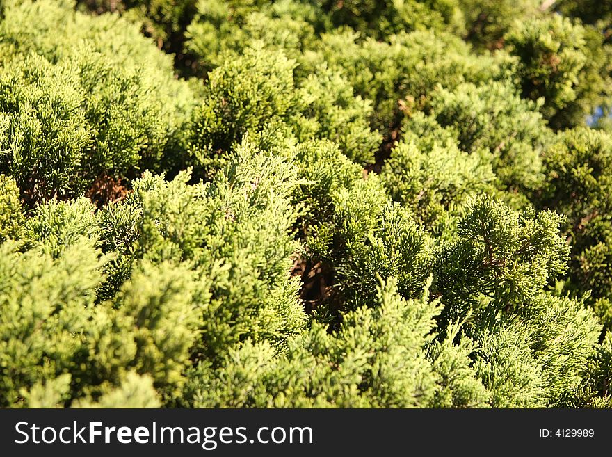 Landscape photo of conifer branches. Landscape photo of conifer branches