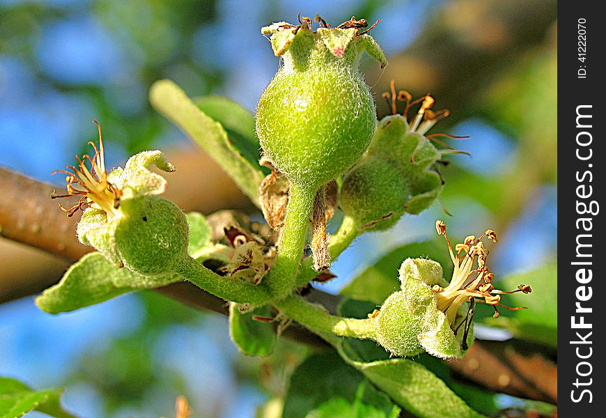 The first little apples - beautiful nature